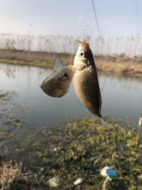 钓鱼如何钩青虫？用来钓鱼的青虫是怎样养殖？