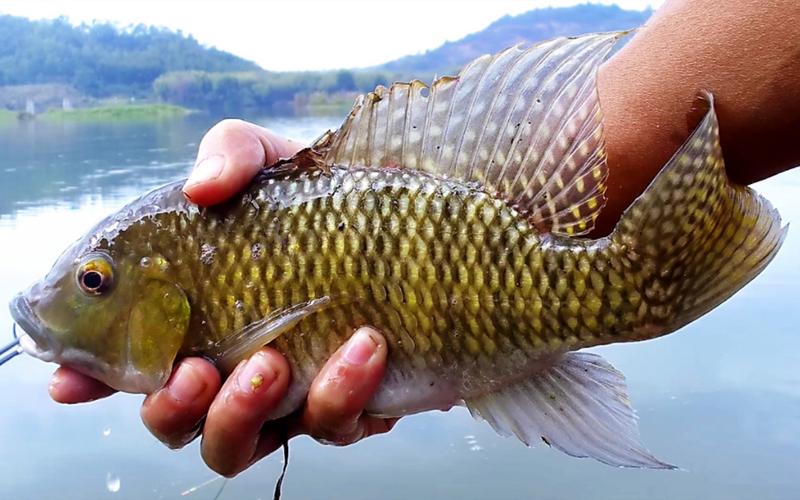 东江钓鱼如何开饵？东江野钓用什么饵料比较好？