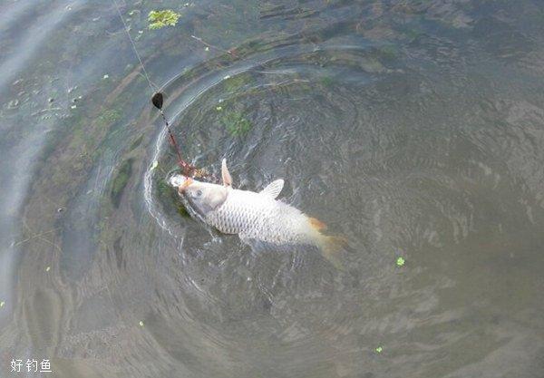 鲤鱼走水如何钓鱼视频，鲤鱼游水的视频？